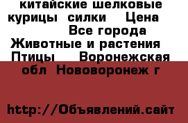 китайские шелковые курицы (силки) › Цена ­ 2 500 - Все города Животные и растения » Птицы   . Воронежская обл.,Нововоронеж г.